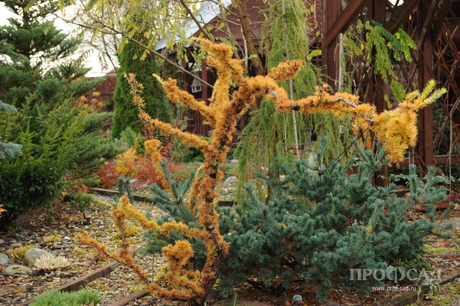 Сад Игоря Успенского