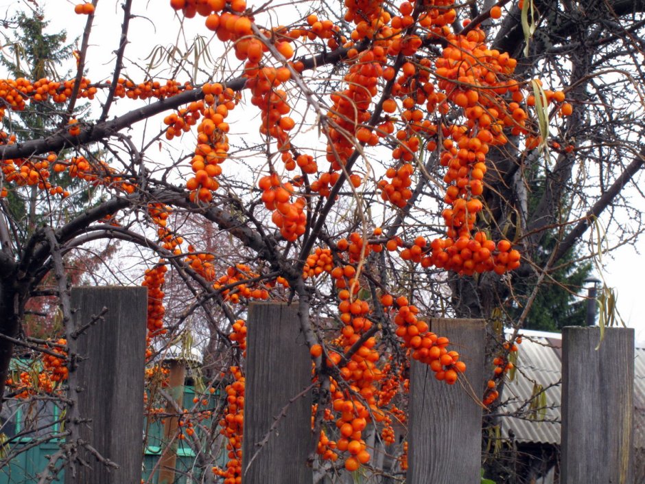 Облепиха Живая изгородь