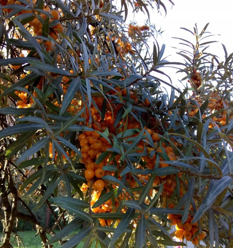 Облепиха крушиновидная Фрисдорфер оранж