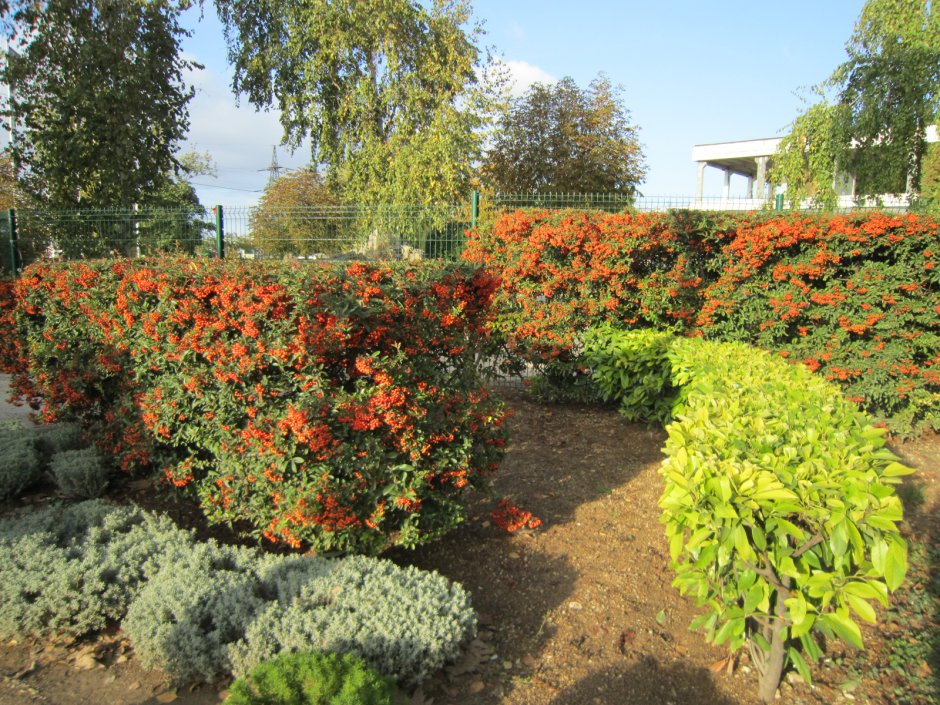 Пираканта Firelight