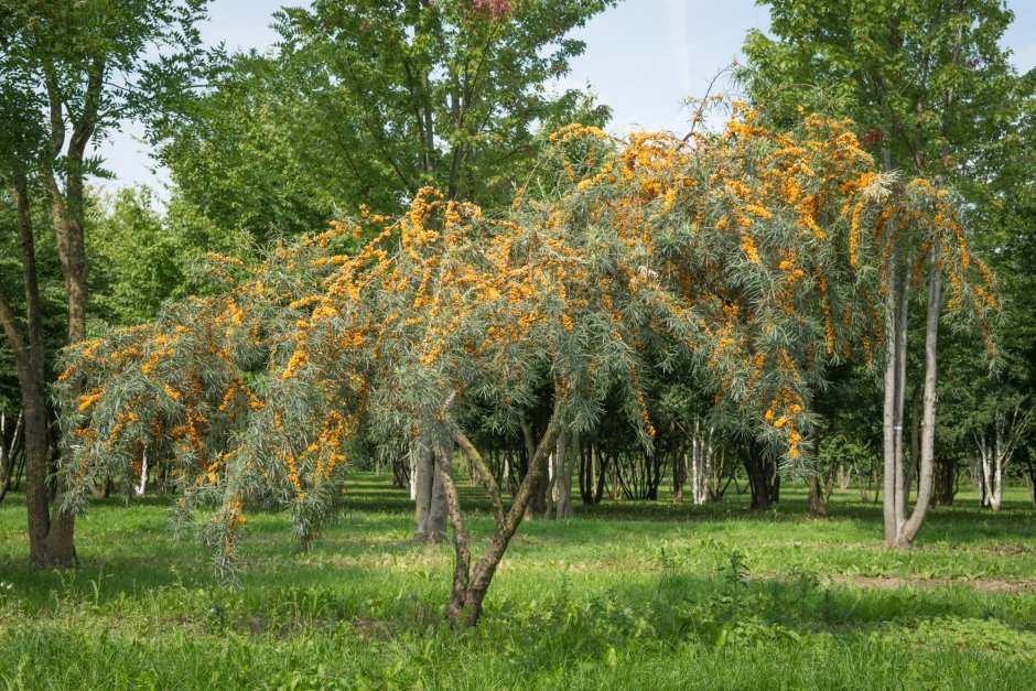 Облепиха крушиновидная куст