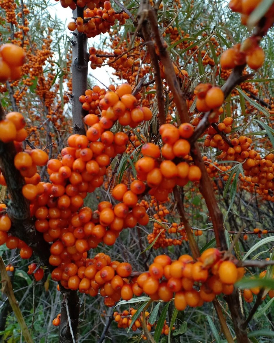 Облепиха Дикая Лесная