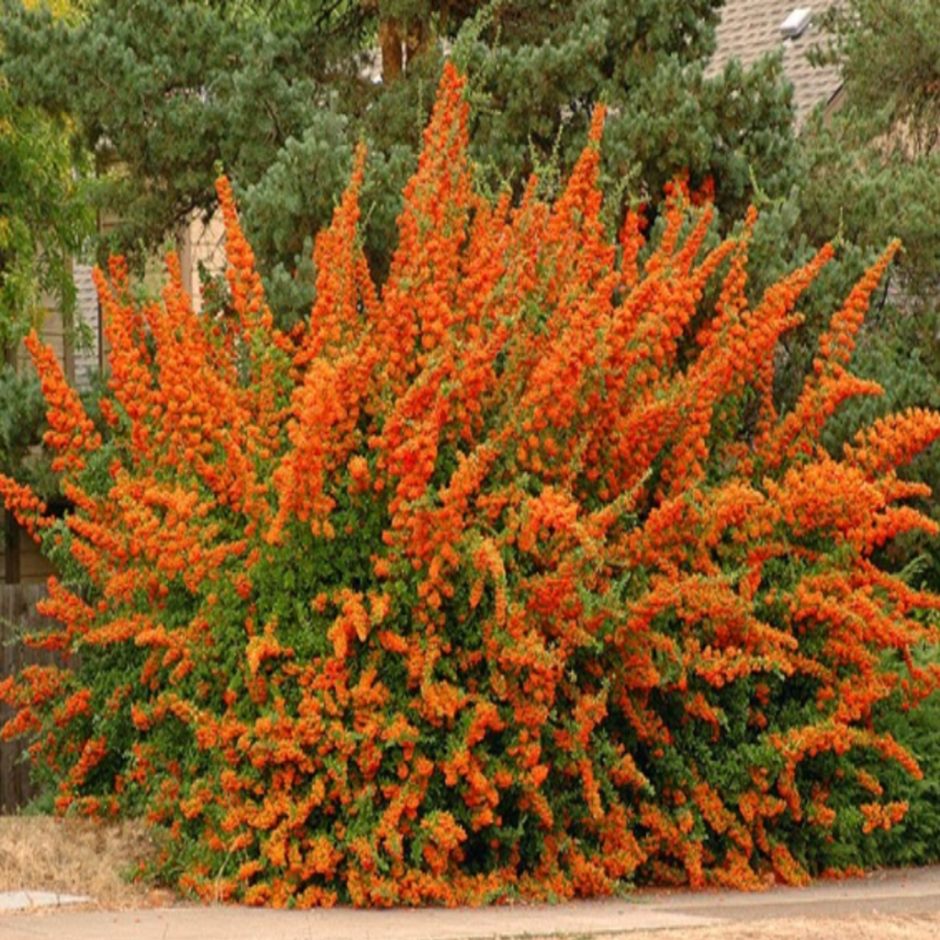 Пираканта оранж Глоу (Pyracantha Orange Glow)
