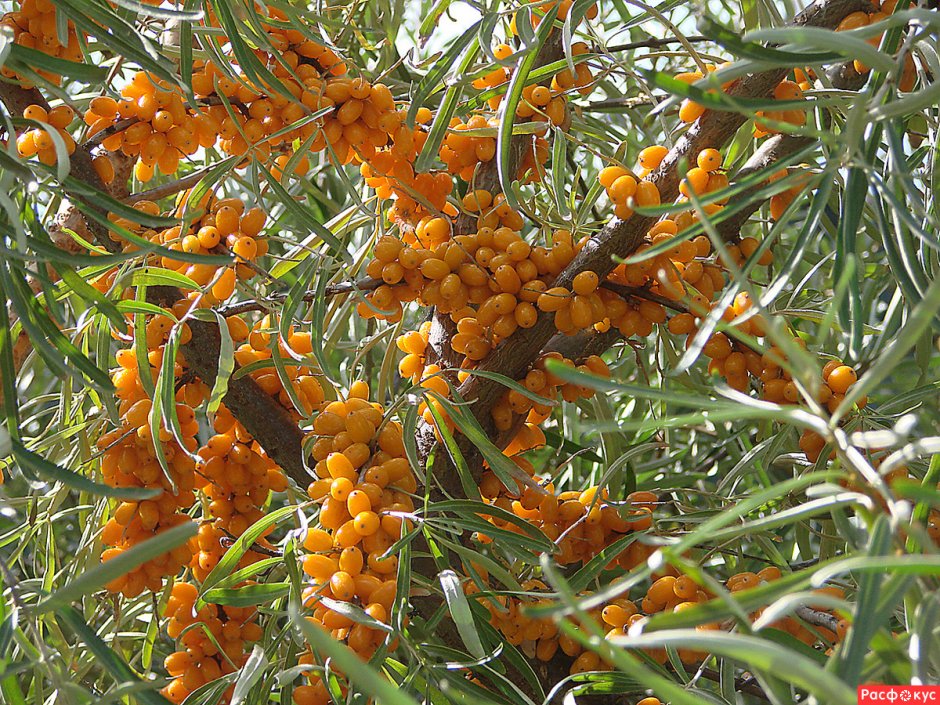 Пираканта облепиха