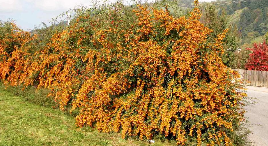 Облепиха крушиновидная куст