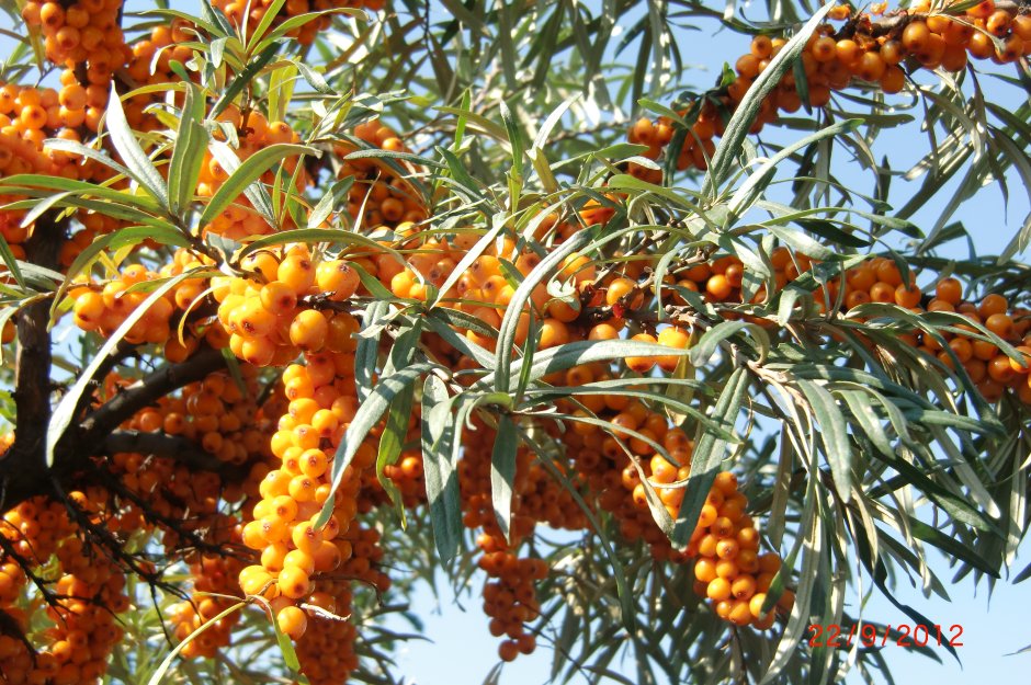 Облепиха дерево Муром