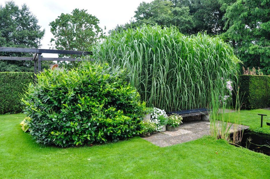 Облепиха в ландшафтном дизайне