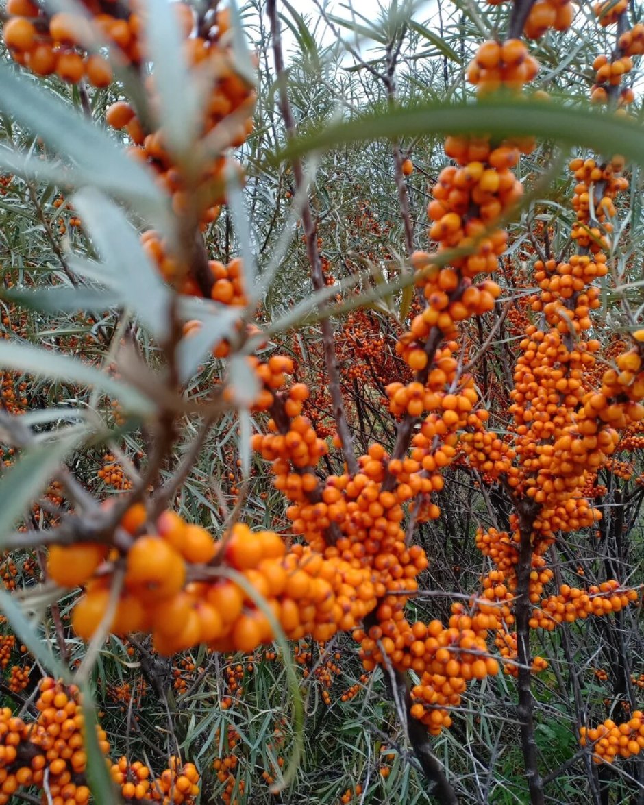 Облепиха иволистная