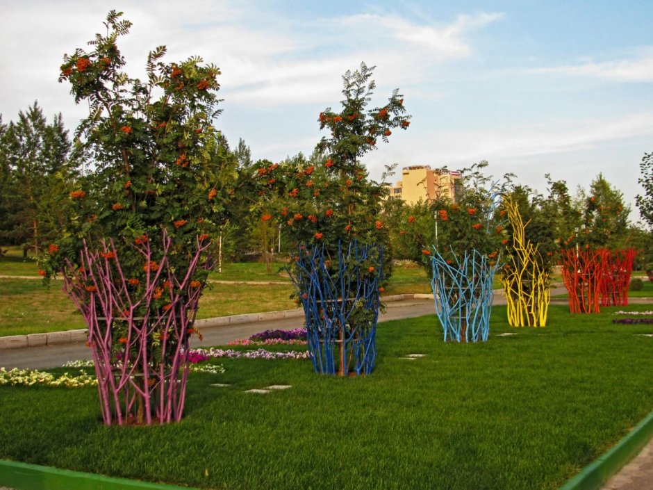 Облепиха крушиновая Живая изгородь