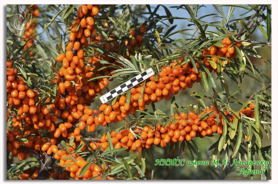 Облепиха Пантелеевская