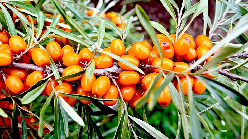 Облепиха Саяна (3 года)