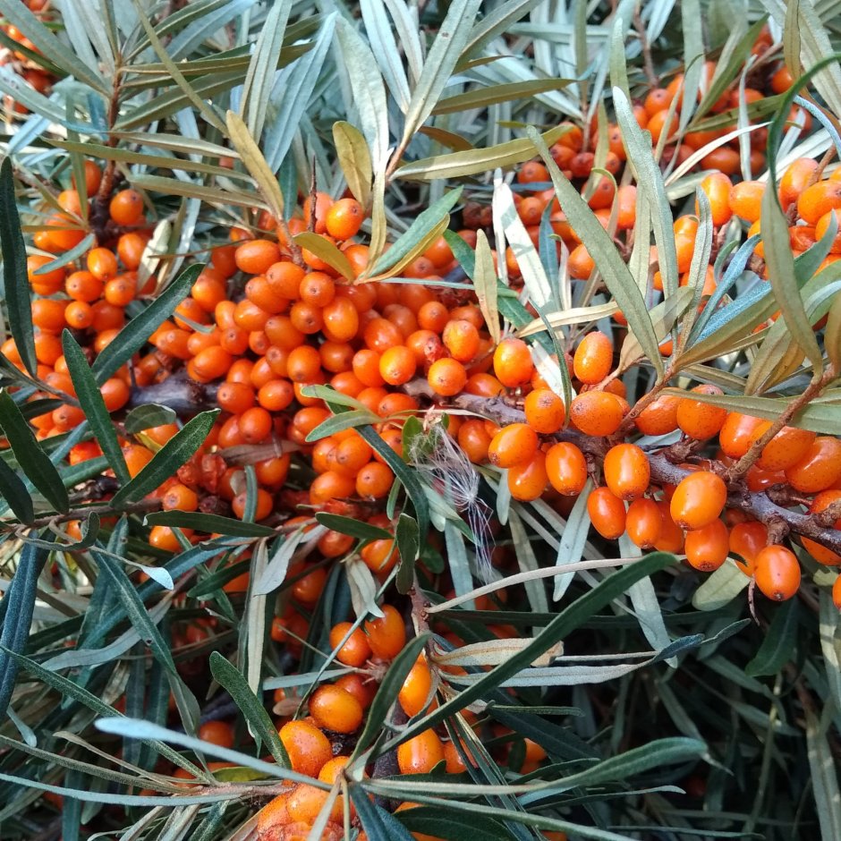 Сорт облепихи Эссель