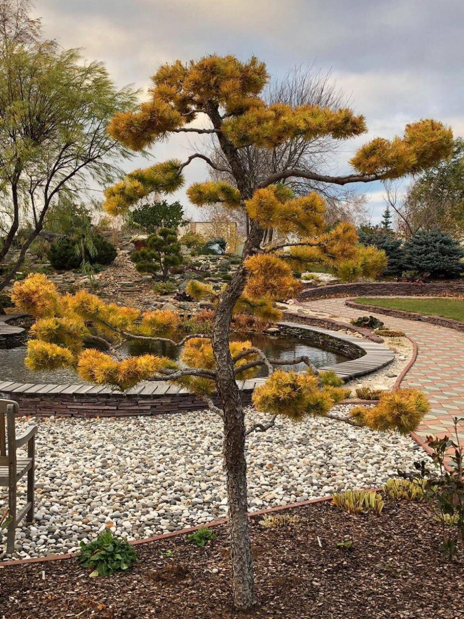 Сосна обыкновенная ниваки