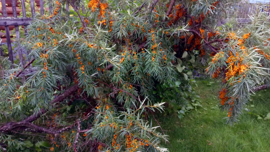 Облепиха Садовая красноплодная