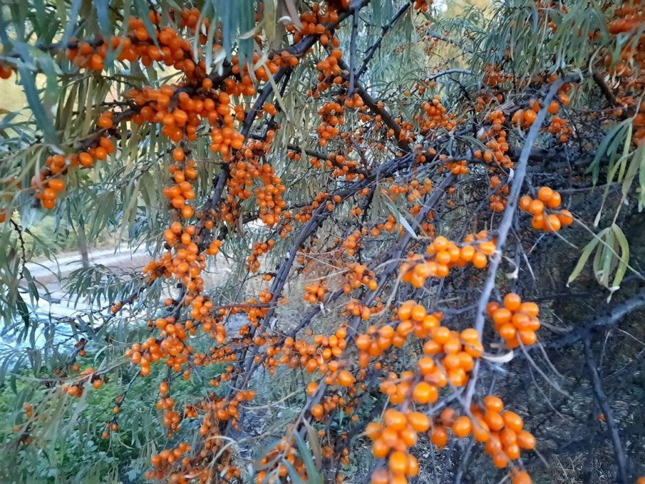 Облепиха млечник