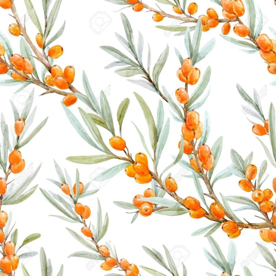 Sea Buckthorn Watercolor