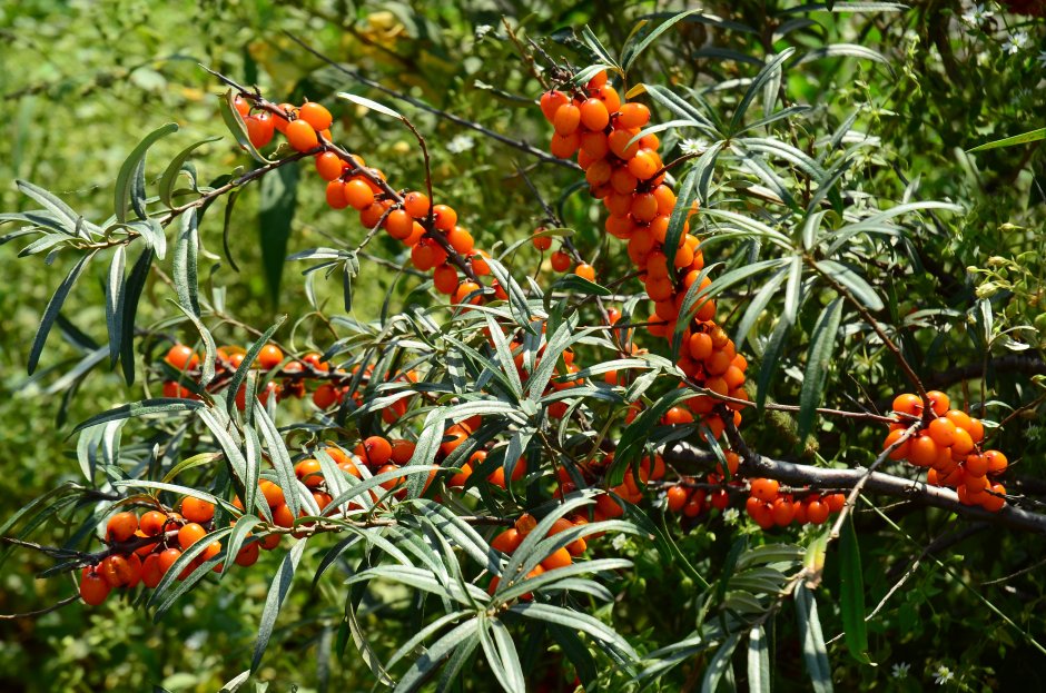 Облепиха Этна