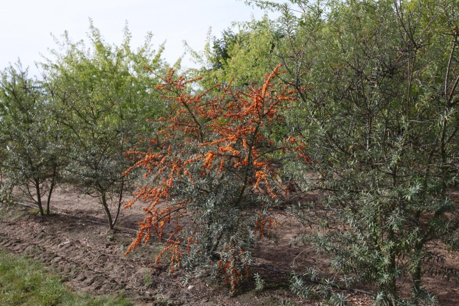 Облепиха крушиновидная Лейкора