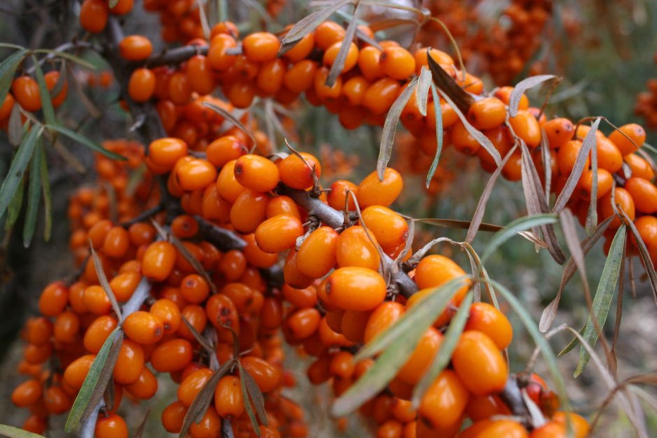 Облепиха Ботаническая