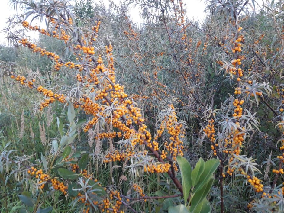 Белая облепиха