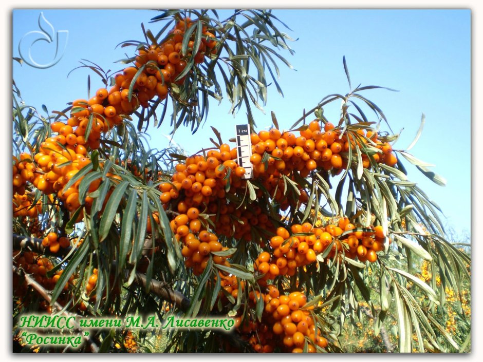Сбор облепихи Лисавенко