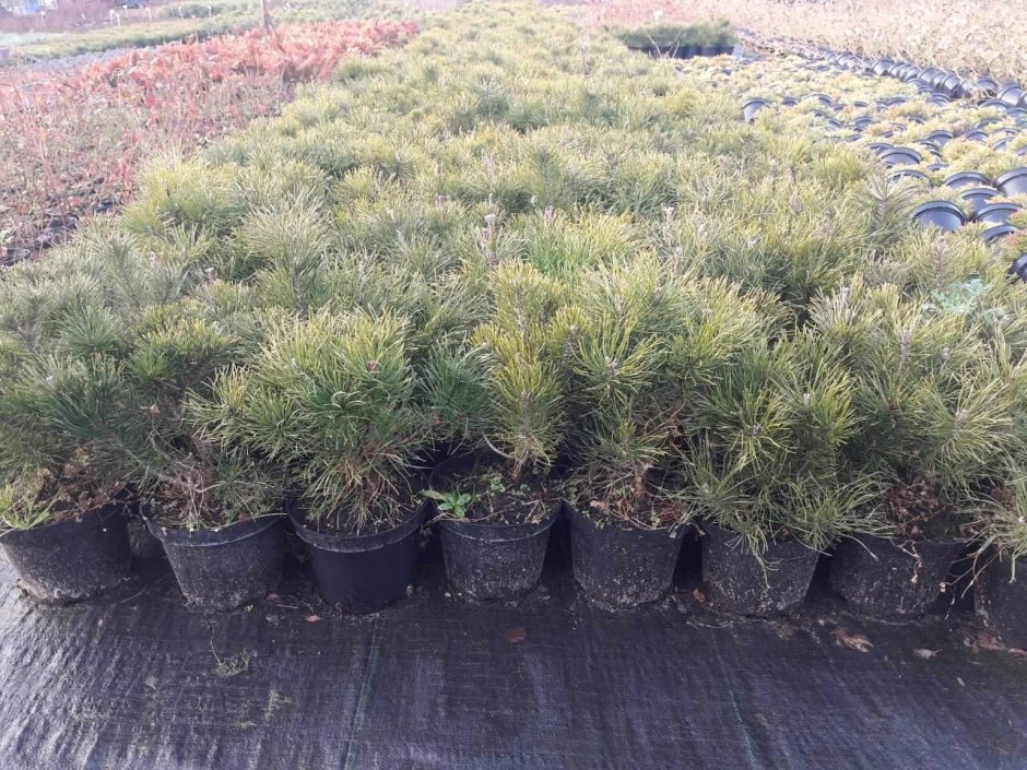 Сосна Горная Пумилио ниваки