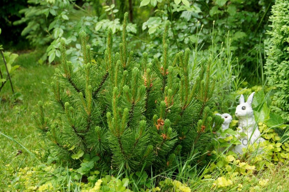 Как красиво оформить сирень с сосной Пумилио