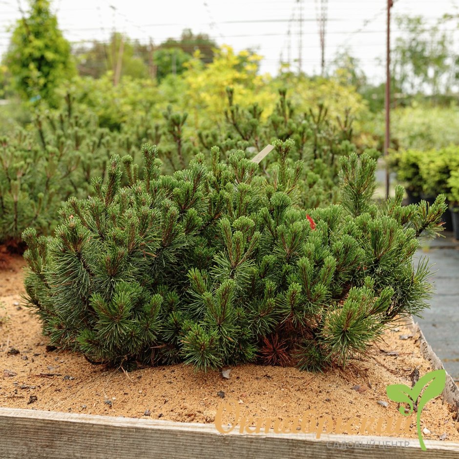 Сосна Горная Пумилио Мугус