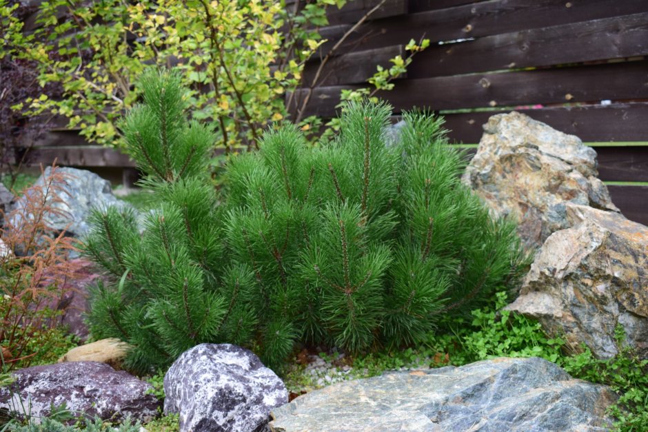 Сосна Горная Пумилио на клумбе