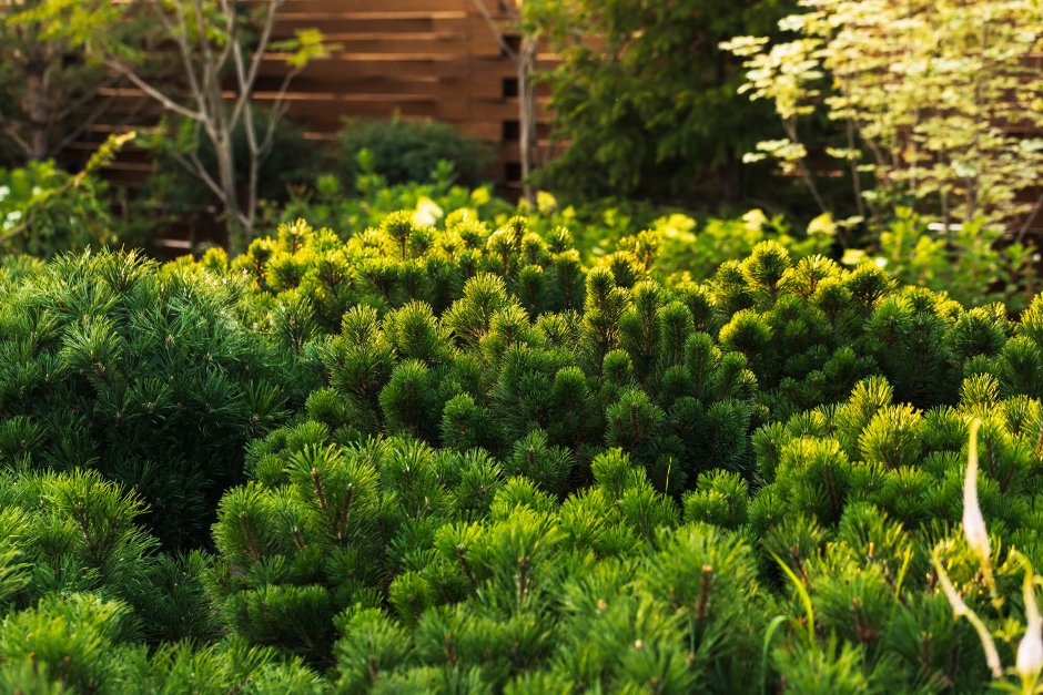 Сосна Горная Муго