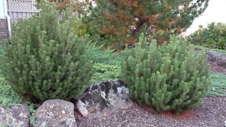 Сосна Горная Мугус в ландшафтном