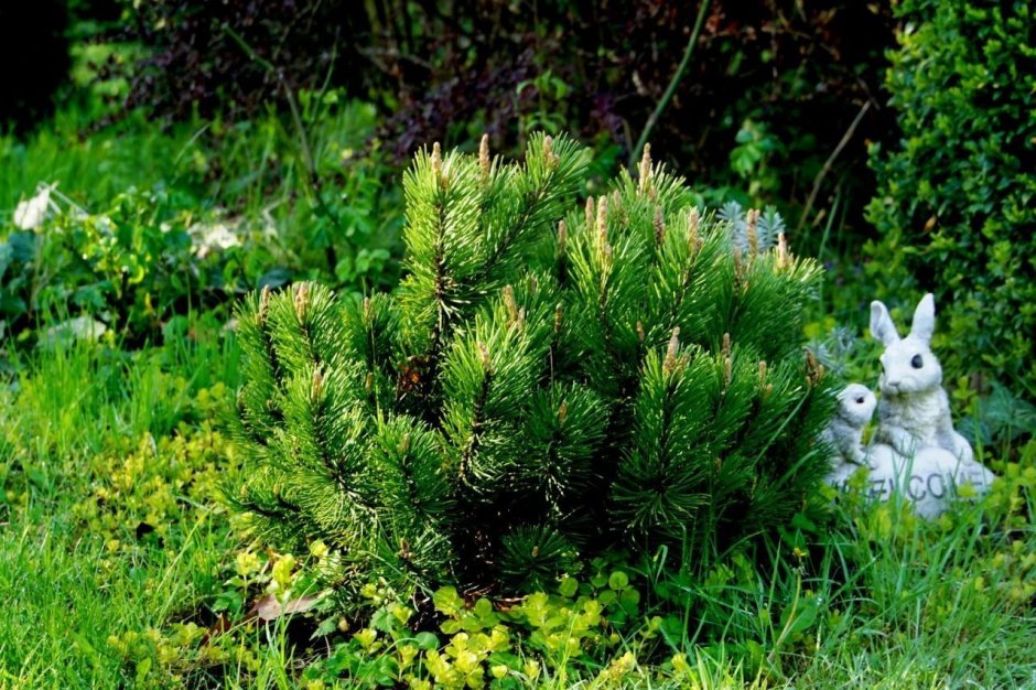 Сосна Горная Пумилио