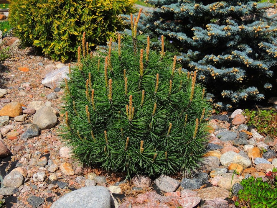 Сосна Горная Пумилио Мугус