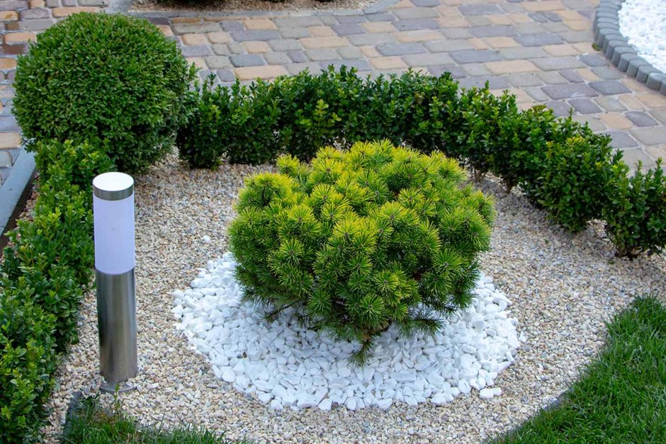 Пумилио в городском озеленении