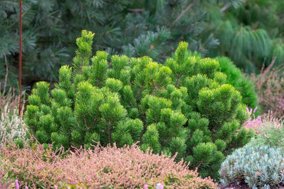 Сосна Горная Пумилио шишки