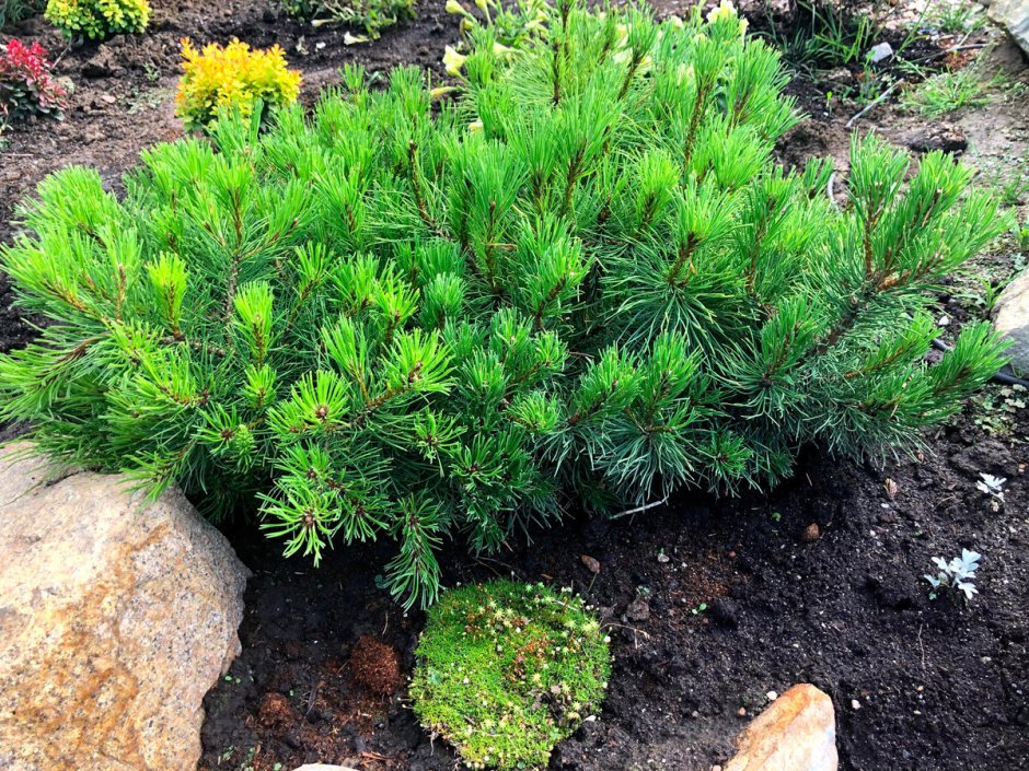 Сосна Пумилио ниваки