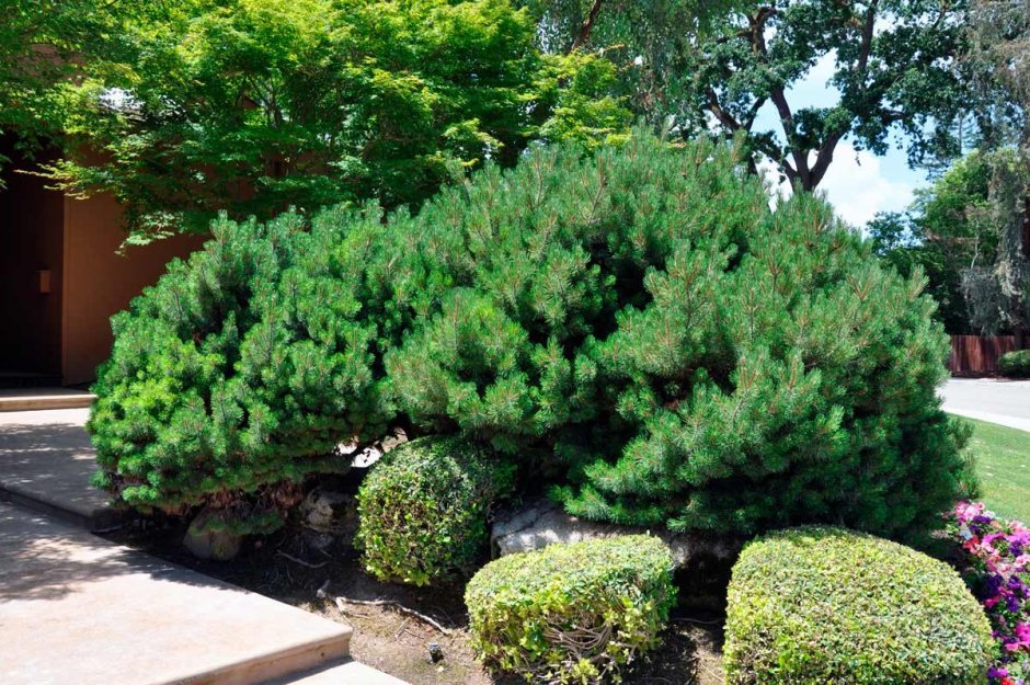 Сосна Горная Мугус