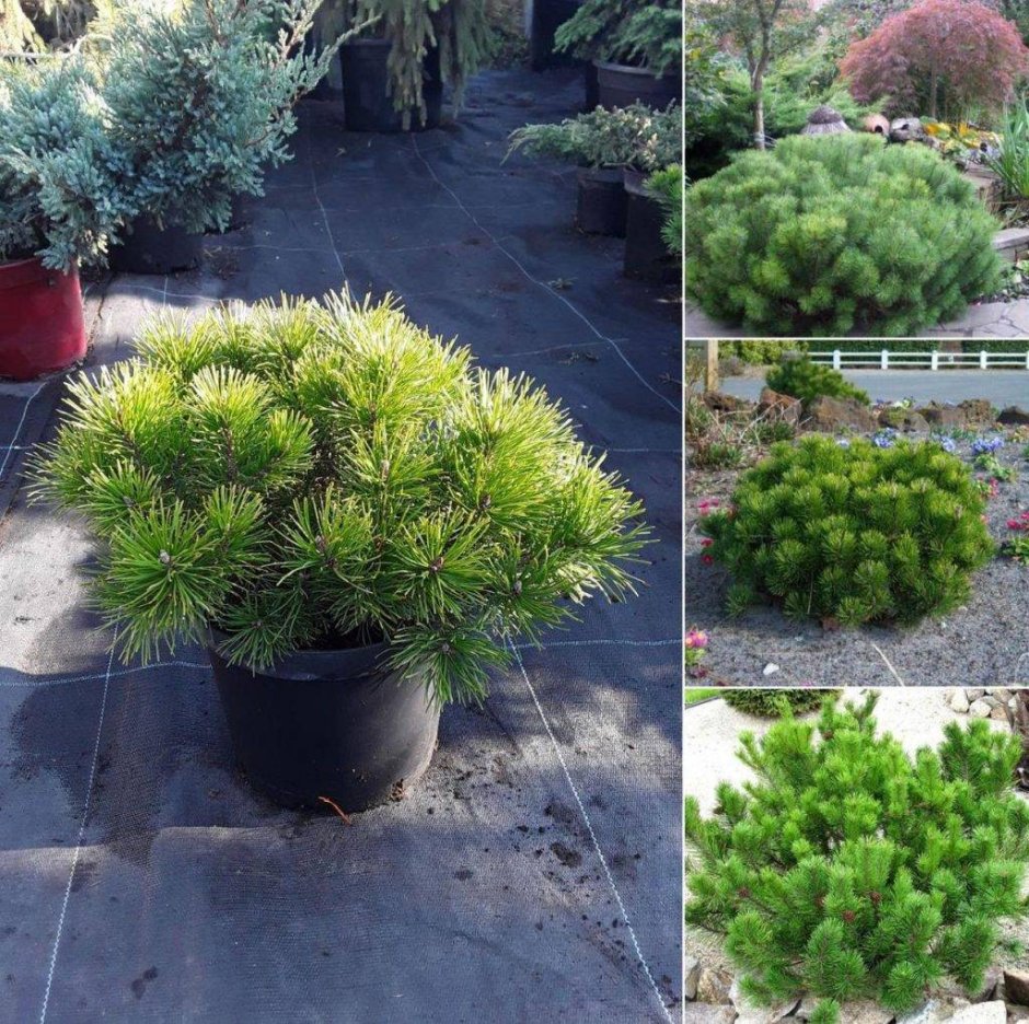 Сосна Горная Пумилио