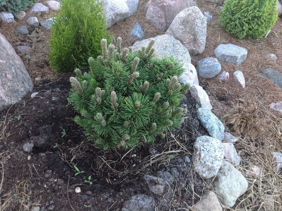 Сосна Горная Пикобелло