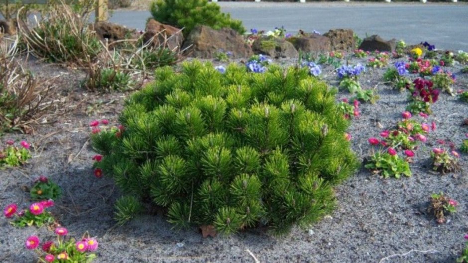 Сосна Муго Пумилио