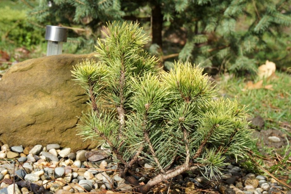 Сосна Горная Мугус