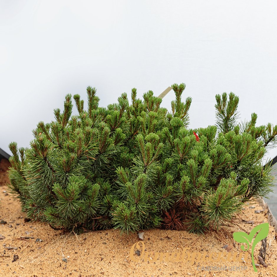 Сосна Горная Пумилио