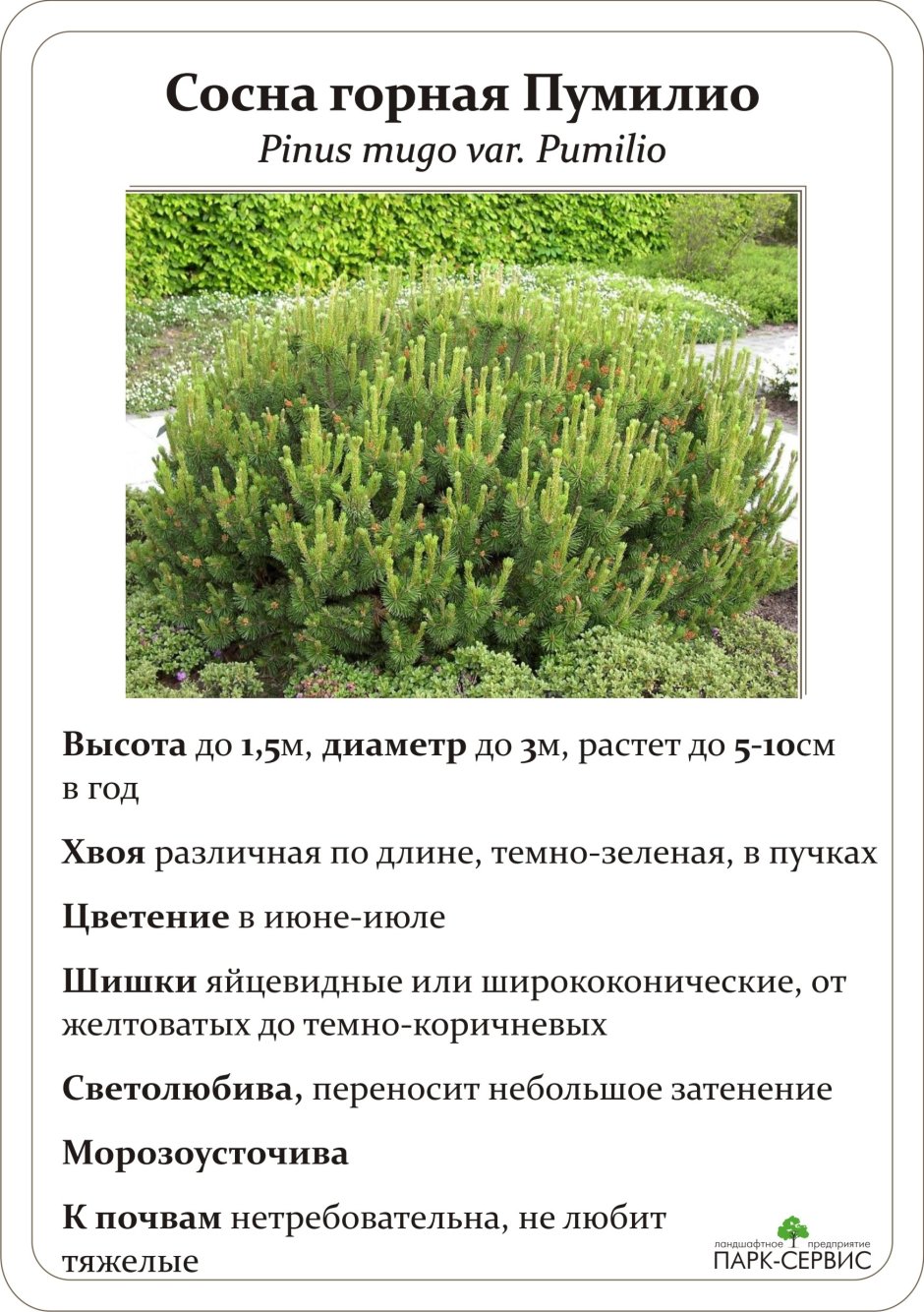 Сосна Горная Пумилио описание