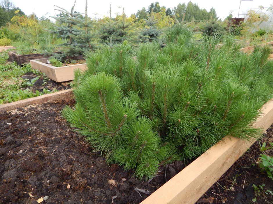 Сосна Горная Пумилио