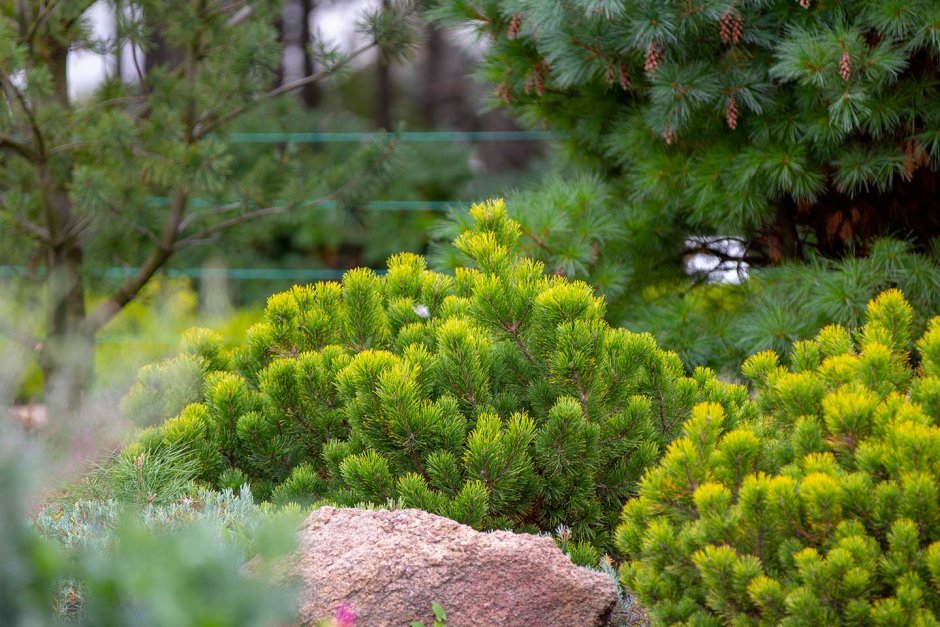 Сосна Горная Пумилио (Mountain Pine pumilio)