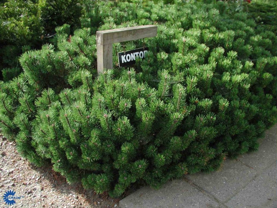 Сосна Горная Пумилио Мугус