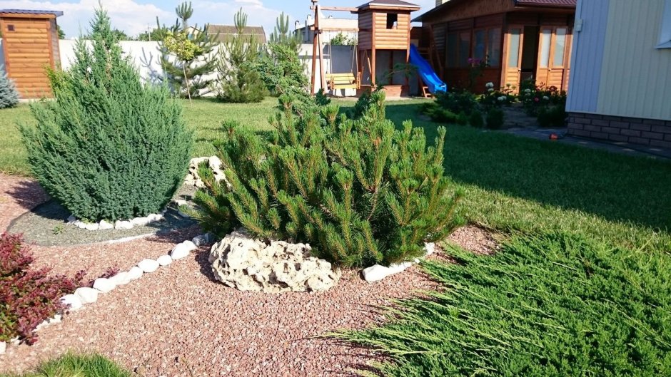 Сосна Горная Мугус в ландшафте