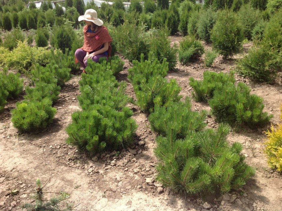 Сосна Горная pumilio