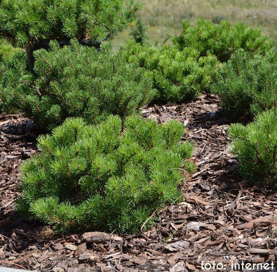 Сосна Горная Пумилио Мугус