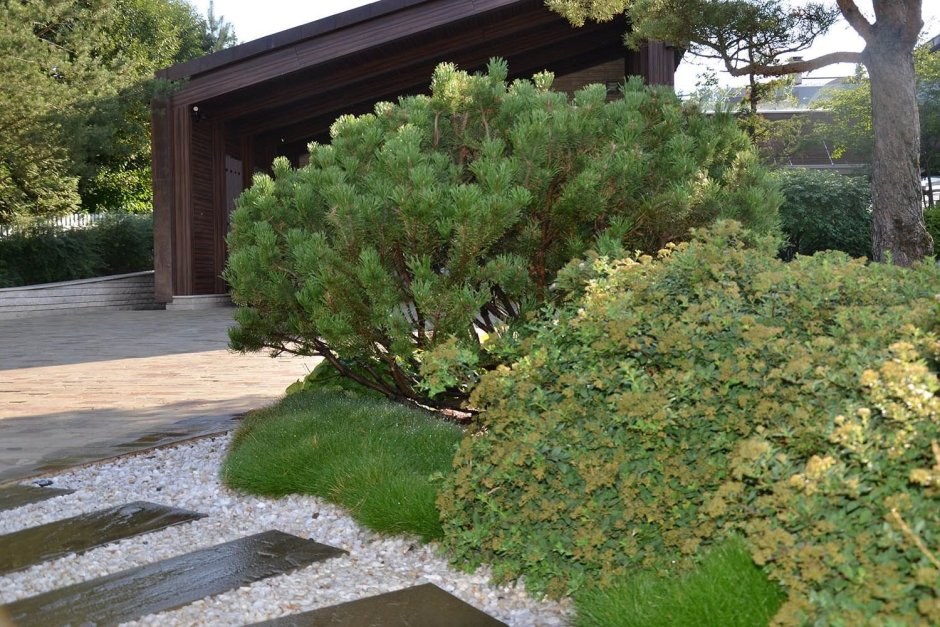 Сосна Горная Ватерери